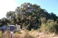 Rio Frio Landmark Oak 0002