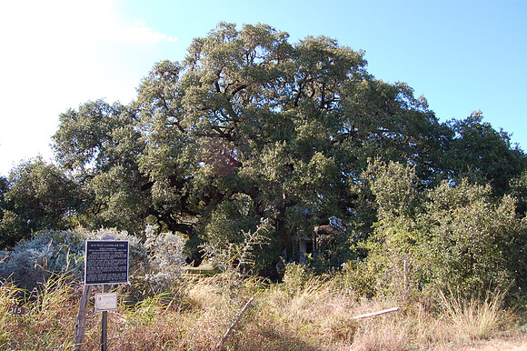 Rio Frio Landmark Oak 0002