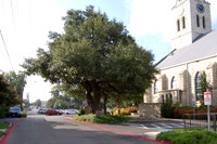 Church Oak 0001