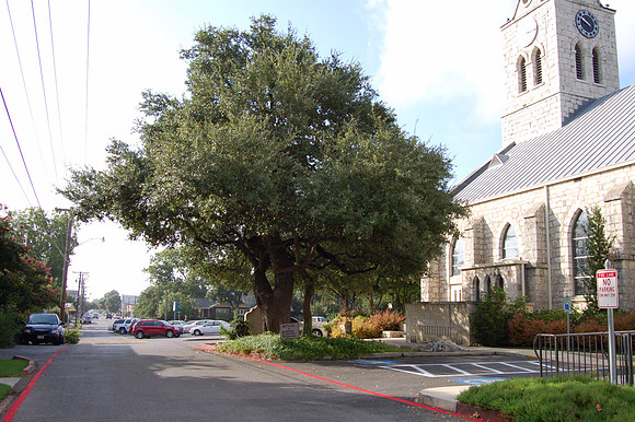 Church Oak 0001
