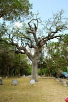 Nichol's Oak 0002