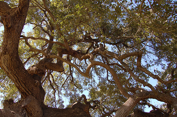 Weimer's Oak 0004