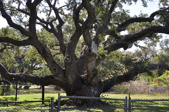 Goose Island Oak 0001