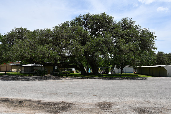 Old Hanging Tree