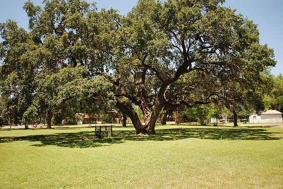 Pioneer Park Cemetery