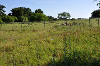 Todd Mountain Cemetery
