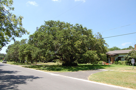 Kyle Auction Oak
