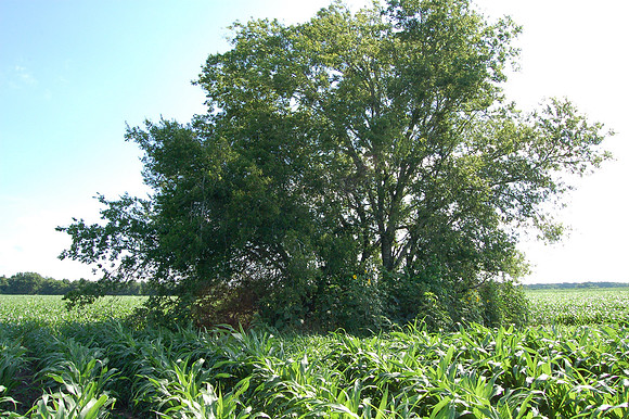Corn Field Cemetery