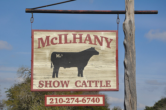 McIlhany Show Cattle