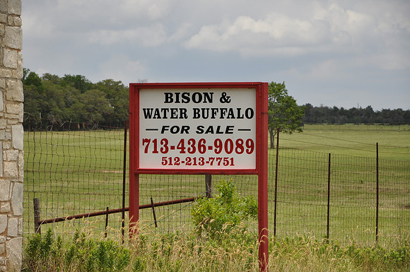 Bison and Water Buffalo