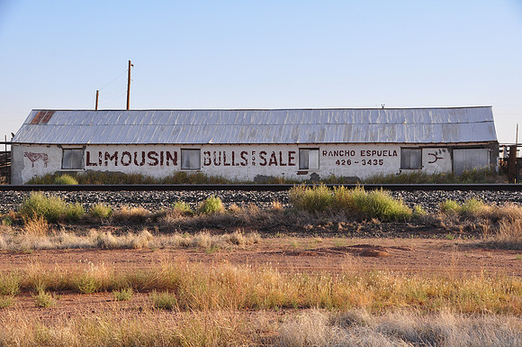 Limousin Bulls for Sale