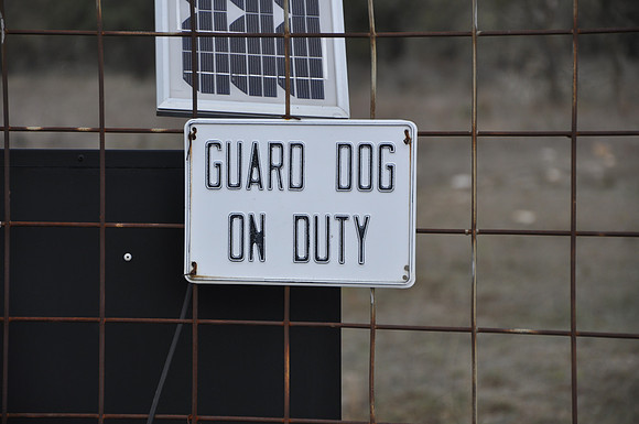 Guard Dog On Duty