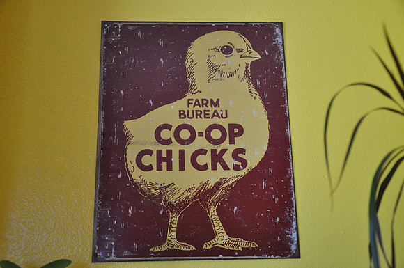Farm Bureau Co-Op Chicks