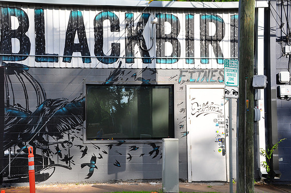 Blackbird 0001