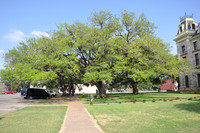 Hanging Tree