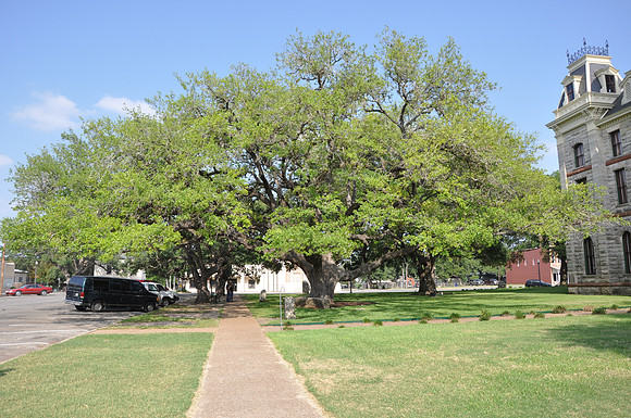 Hanging Tree