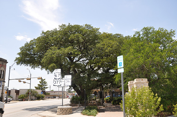 Fleming Oak