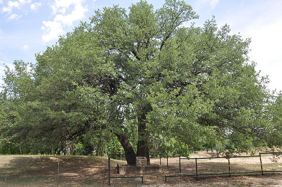 Choctaw Robinson Tree
