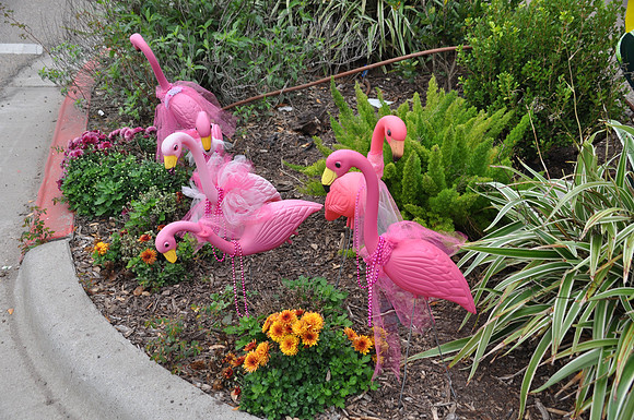 Flamingos