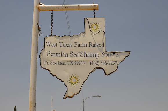 Permian Sea Shrimp