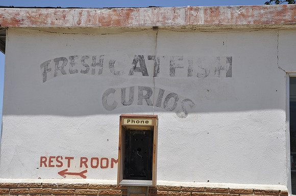 Fresh Catfish